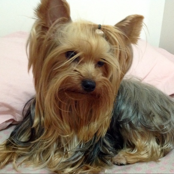 Meet your Posher, Bianca - Picture 1 of 1